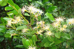 Syzygium parameswaranii